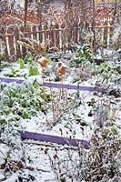 Beds of vegetables and herbs in snow