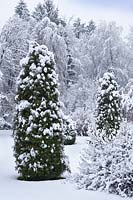 Garden in snow with Thuja occidentalis