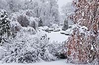 Garden in snow with Thuja occidentalis and Fagus sylvatica Pendula - Weeping Beech