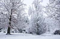 Garden in snow: Fagus sylvatica and Carpinus betulus 'Columnaris'.