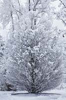 Carpinus betulus 'Columnaris' in winter