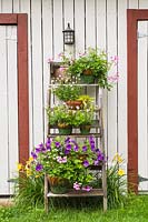 Pink Geranium, Purple Petunia 'Night Sky', Lysimachia nummularia 'Aurea', and pink Nepeta in mixed containers on old wooden stepladder bordered by yellow Hemerocallis in backyard garden in summer, Quebec, Canada. 