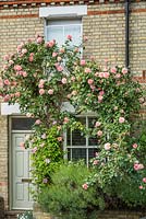 Pink climbing rose trained over front of Victorian house. May.