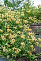 Lonicera periclymenum growing over old shed on an allotment, June.