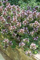Thymus pseudolanuginosus - Woolly Thyme. June