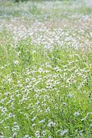 Leucanthemum vulgare - Ox-eye daisy, naturalised in a wildflower meadow. June