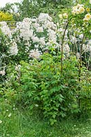 Rasberry 'Autumn Bliss' left to grow semi naturally in wild garden. Rosa 'The Pilgrim' and Rosa 'Sir Cedric Morris' in background. June