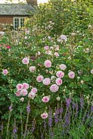 Rosa 'Rosemoor'. June