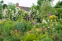 Mixed border in country garden. Rosa 'Lady Emma Hamilton', Buphthalmum salicifolium, santolina, foxgloves, achillea. Rosa 'Adelaide d'Orleans' in background. June