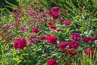 Rosa 'Darcey Bussell' and Astrantia major 'Claret'. June