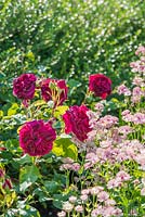 Rosa 'Darcey Bussell' and Astrantia major. June