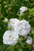 Rosa 'Madame Hardy'. June