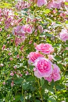 Rosa 'Cariad' and Sanguisorba officinalis 'Pink Tanna'. June