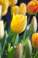 Tulipa 'Conqueror', April.