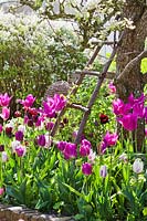 Decorative ladder against pear tree and border of Tulipa 'Purple Flag' and Tulip 'Flaming Flag', April