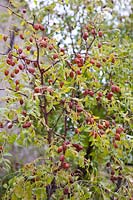 Ziziphus jujuba - Jujube, Red date tree, October