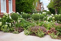 Clipped Ligustrum jonandrum underplanted with Euonymus, Heuchera, Geraniums, July.