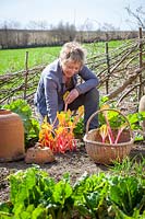 Carol Klein harvesting rhubarb into a basket in spring