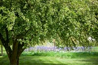 Malus transitoria in blossom in the paddock at Pettifers - Cut-leaf crabapple