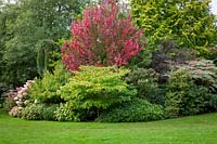 Autumn tree and shrub border at John Massey's garden. Acer rubrum 'Brandywine', Skimmia, Cornus kousa 'Nicole', Sambucus nigra f. porphyrophylla 'Thundercloud' and Aralia elata 'Variegata'
