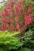 Acer rubrum 'Brandywine'