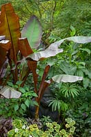 Tropical foliage border at John Massey's garden with gorilla sculpture. Includes Ensete maurelli - Ethiopian black banana -, Begonia luxurians - Palm leaf begonia - and variegated pelargonium