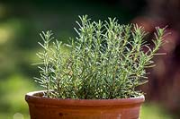 Rosmarinus officinalis 'Miss Jessopp's Upright' syn. R. officinalis 'Erectus' R. 'Miss Jessopp's Variety' grown in a terracotta pot. Rosemary