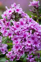 Phlox paniculata 'Chintz'