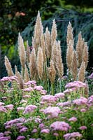 Cortaderia selloana Patagonia and  Eupatorium cannabinum.