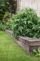 Corner detail of raised bed on sloping lawn made from timber showing increase in height