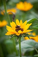 Bee on Helianthus annuus 'Sonja'. Sunflower