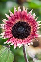 Helianthus annuus 'Ms Mars' - Sunflower