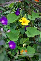 Ipomoea purpurea 'Grandpa Otts' - Morning Glory - with climbing Squash 'Harlequin' - Cucurbita pepo 'Harlequin'