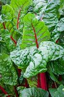 Red stemmed Beta vulgaris. Ruby Chard, Rhubarb chard