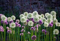 Allium stipitatum 'White Giant', June.