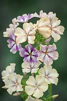 Phlox drummondii 'Creme Brulee', June.