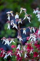 Saxifraga stolonifera 'Kinki Purple'- Saxifrage, June.