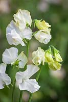 Lathyrus odoratus 'White Frills'- Sweet pea, July.