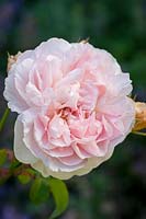 Rosa Aphrodite - 'Tanetidor', July.