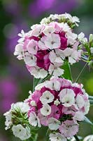 Dianthus barbatus F1 'Sweet Pink Magic'- Sweet William, July.