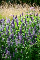 Agastache foeniculum syn. Agastache anethiodora and Blue giant hyssop, Anise hyssop, July
