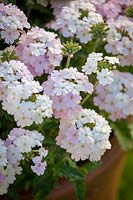 Verbena EnduraScape White Blush, July.