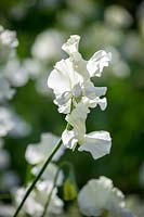 Lathyrus odoratus 'Aphrodite'- Sweet peas, August