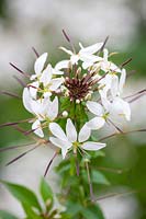 Cleome 'Senorita Blanca' - Spider plant, September