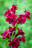 Alstroemeria 'Monte Cervino'- Peruvian Lily, September