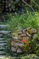 Rocket growing on retaining sandstone wall in inner city courtyard garden.