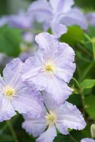 Clematis 'Blue Angel', a medium sized clematis that flowers through summer to autumn.