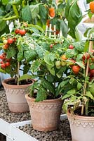 Baby tomatoes growing in terracotta pots in a Hartley Botanic greenhouse.