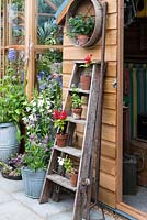 An old wooden ladder displays potted plants, outside a Gabriel Ash garden building.