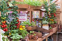 A shelf of potted tomatoes, seedlings and a potting tray, in a Gabriel Ash greenhouse.
